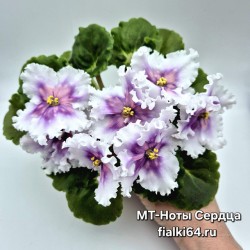 МТ-Ноты Сердца